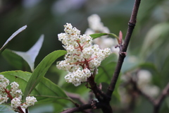 Viburnum brachybotryum