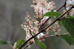 Viburnum brachybotryum