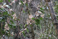 Viburnum brachybotryum