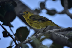 Setophaga petechia rufivertex