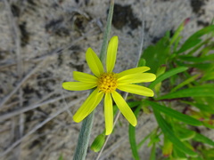 Senecio lautus