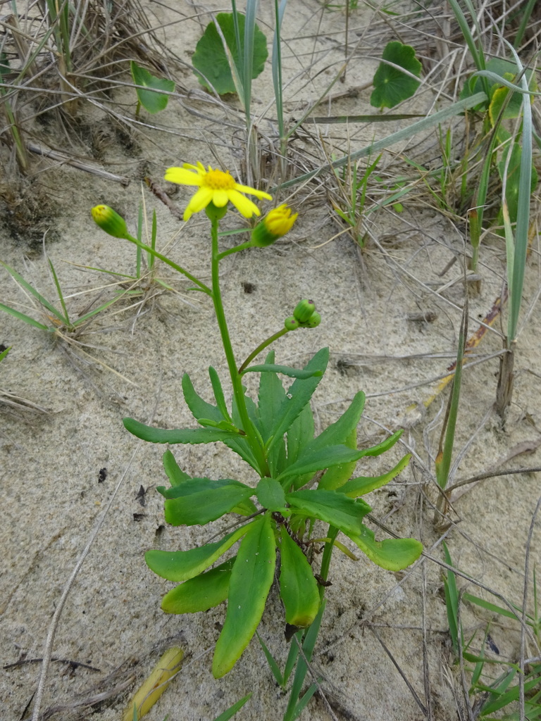 Shore Groundsel