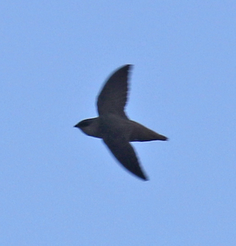 Chaetura pelagica image