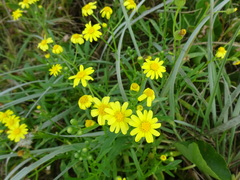Senecio lautus