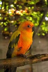 Aratinga solstitialis