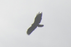 Buteo buteo