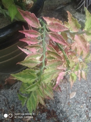 Euphorbia tithymaloides