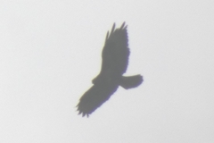Buteo buteo