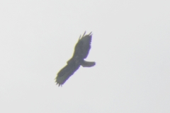 Buteo buteo