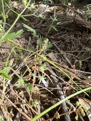 Collinsia childii