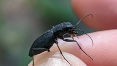 Dromochorus pilatei