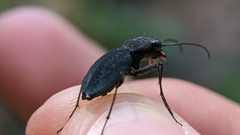 Dromochorus pilatei