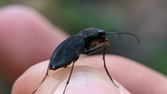 Dromochorus pilatei
