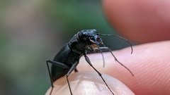 Dromochorus pilatei