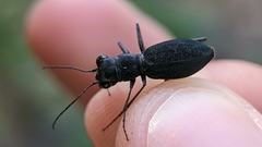 Dromochorus pilatei