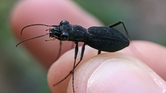 Dromochorus pilatei