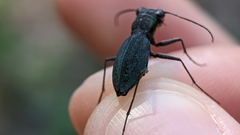 Dromochorus pilatei