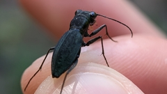 Dromochorus pilatei