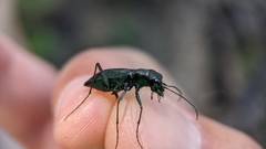 Dromochorus pilatei
