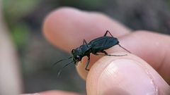 Dromochorus pilatei