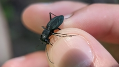 Dromochorus pilatei