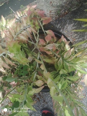 Euphorbia tithymaloides
