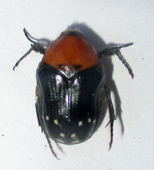 Clinteroides permutans