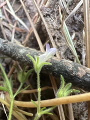 Collinsia childii