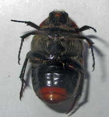 Clinteroides permutans