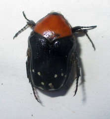 Clinteroides permutans