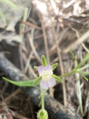 Collinsia childii