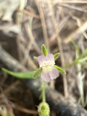 Collinsia childii