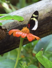 Heliconius eleuchia