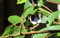 Heliconius eleuchia
