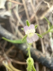 Collinsia childii
