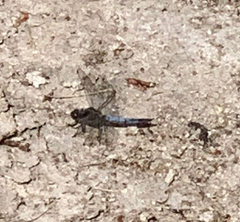 Orthetrum cancellatum