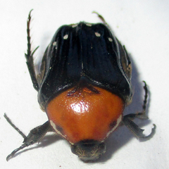 Clinteroides permutans