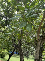 Anacardium occidentale