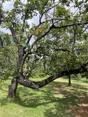 Anacardium occidentale