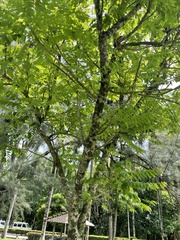Phyllanthus emblica