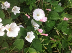 Convolvulus arvensis