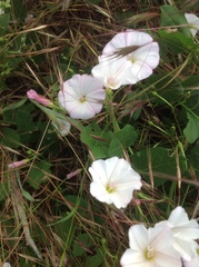 Convolvulus arvensis