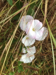 Convolvulus arvensis