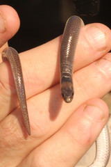 Paradelma orientalis