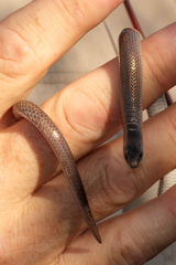 Paradelma orientalis