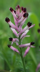 Fumaria bastardii