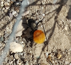 Dasymutilla magnifica