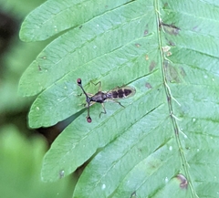 Diasemopsis aethiopica