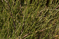 Casuarina cristata