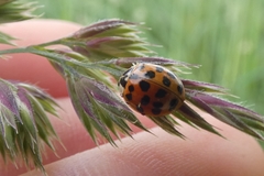 Harmonia axyridis